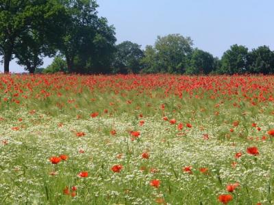 Foto des Albums: Feldblumen vor den Toren Steffenshagens
