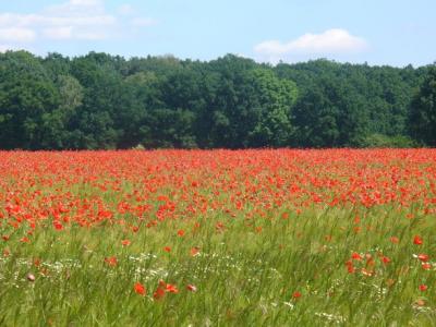 Foto des Albums: Feldblumen vor den Toren Steffenshagens