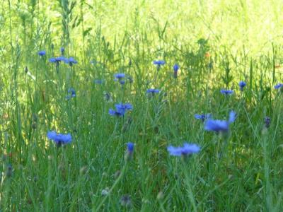Foto des Albums: Feldblumen vor den Toren Steffenshagens