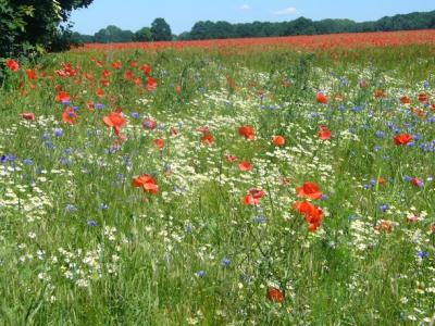 Foto des Albums: Feldblumen vor den Toren Steffenshagens