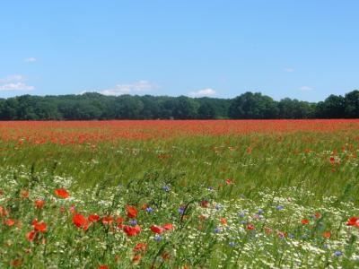Foto des Albums: Feldblumen vor den Toren Steffenshagens