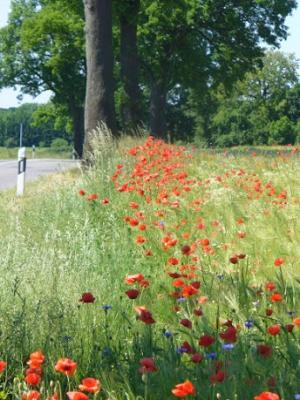 Foto des Albums: Feldblumen vor den Toren Steffenshagens
