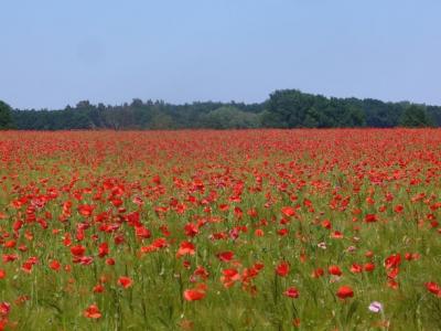 Foto des Albums: Feldblumen vor den Toren Steffenshagens