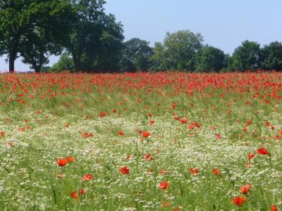 Foto des Albums: Feldblumen vor den Toren Steffenshagens