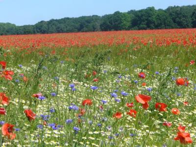Foto des Albums: Feldblumen vor den Toren Steffenshagens