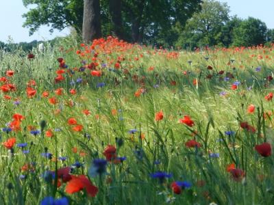 Foto des Albums: Feldblumen vor den Toren Steffenshagens