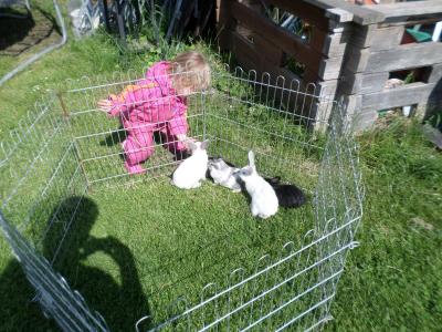 Foto des Albums: Kindertag der kleinen "Hummeln" aus Steffenshagen
