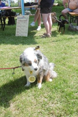 Foto des Albums: Tag des Hundes OT Hoym 2016