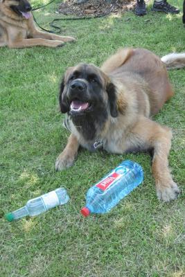 Foto des Albums: Tag des Hundes OT Hoym 2016