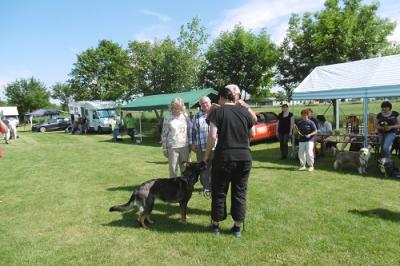 Foto des Albums: Tag des Hundes OT Hoym 2016