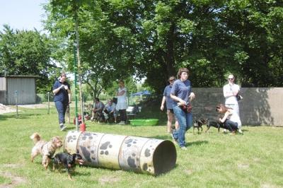 Foto des Albums: Tag des Hundes OT Hoym 2016