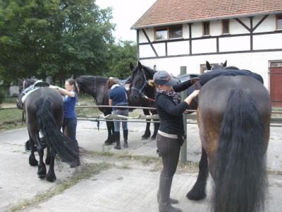 Foto des Albums: Wochenendritt zum Gut Nennhof (26.06.2016)