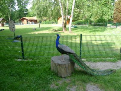 Foto des Albums: Besuch des Eilenburger Tierparks (01. 07. 2016)