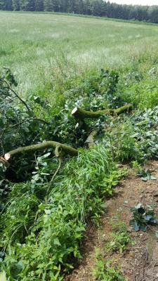 Foto des Albums: Einsatz Baum auf Straße Alte Dorfstraße