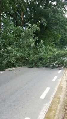 Foto des Albums: Einsatz Baum auf Straße Alte Dorfstraße