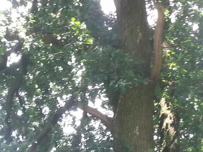 Foto des Albums: Einsatz Baum auf Straße Alte Dorfstraße