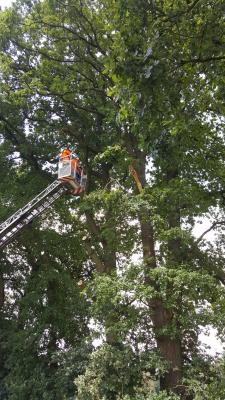 Foto des Albums: Einsatz Baum auf Straße Alte Dorfstraße