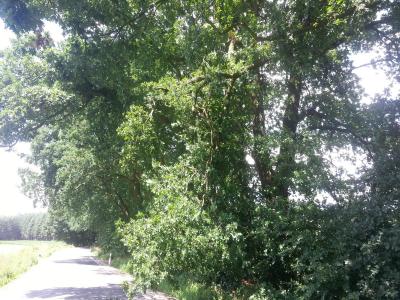 Foto des Albums: Einsatz Baum auf Straße Alte Dorfstraße