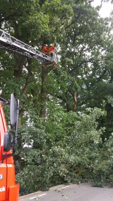 Foto des Albums: Einsatz Baum auf Straße Alte Dorfstraße