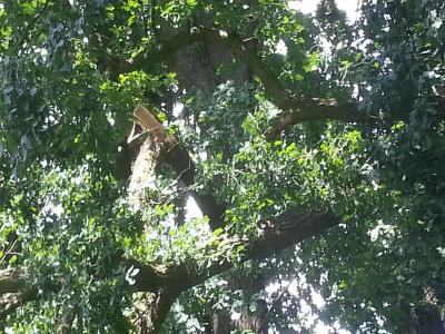 Foto des Albums: Einsatz Baum auf Straße Alte Dorfstraße