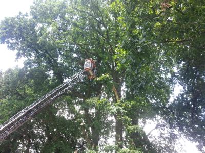 Foto des Albums: Einsatz Baum auf Straße Alte Dorfstraße