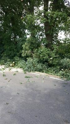 Foto des Albums: Einsatz Baum auf Straße Alte Dorfstraße
