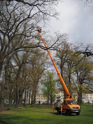 Foto des Albums: Tag des Baumes 25.04.2016