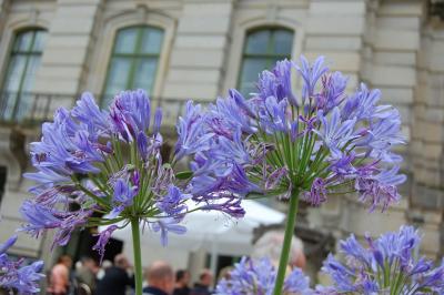 Foto des Albums: Museumsduft und Bühnenluft