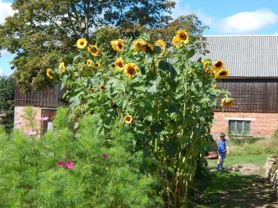 Foto des Albums: Ernte im Schulgarten