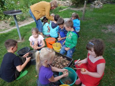 Foto des Albums: Ernte im Schulgarten