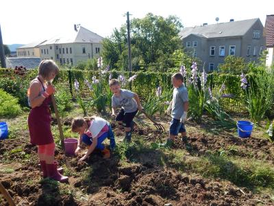 Foto des Albums: Ernte im Schulgarten