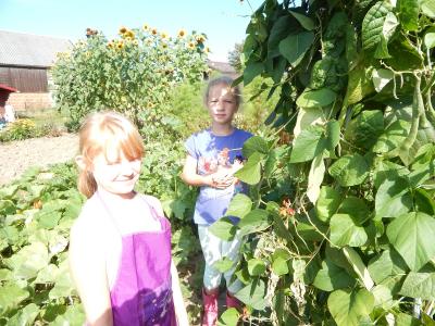 Foto des Albums: Ernte im Schulgarten