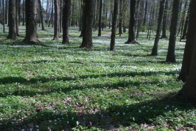 Foto des Albums: Frühlingsimpressionen