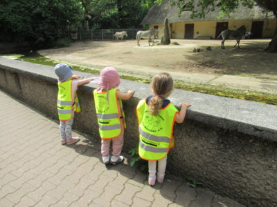Vorschaubild: Abschlussfahrt in den Frankfurter Zoo