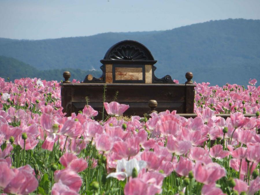 Mohnbl&uuml;te im Ortsteil Germerode  (Bild vergr&ouml;&szlig;ern)
