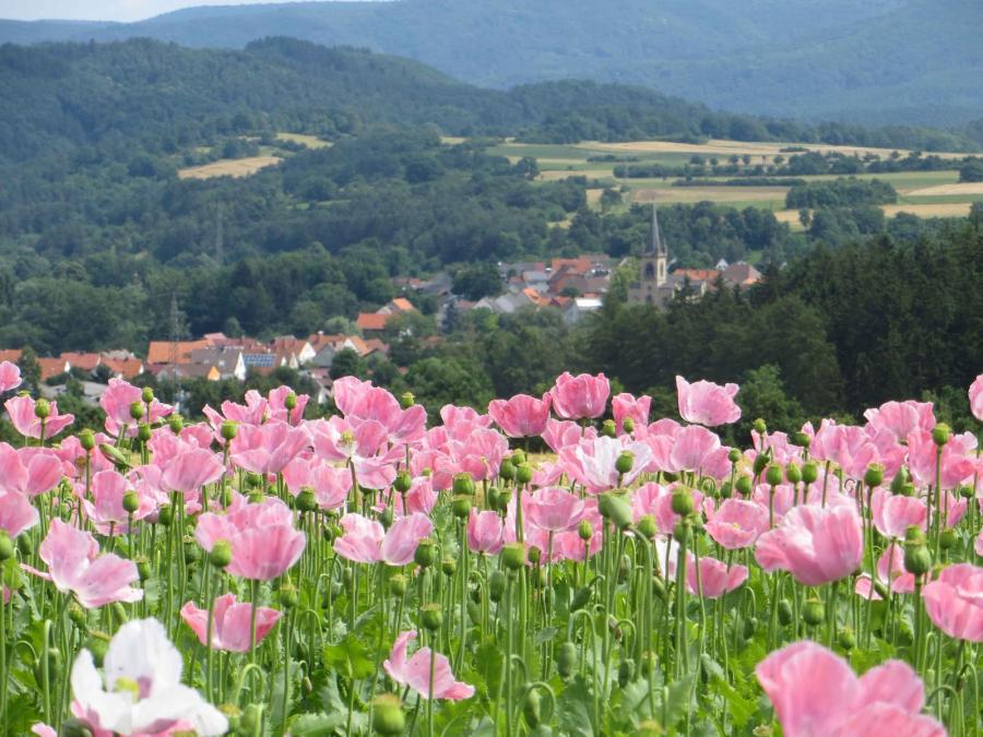 Mohnbl&uuml;te im Ortsteil Germerode  (Bild vergr&ouml;&szlig;ern)