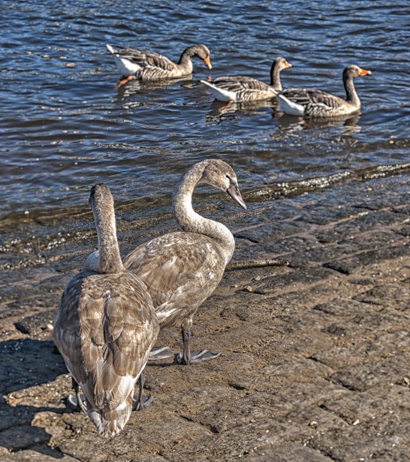 hjh Badeg&auml;ste in der Elbe  (Bild vergr&ouml;&szlig;ern)