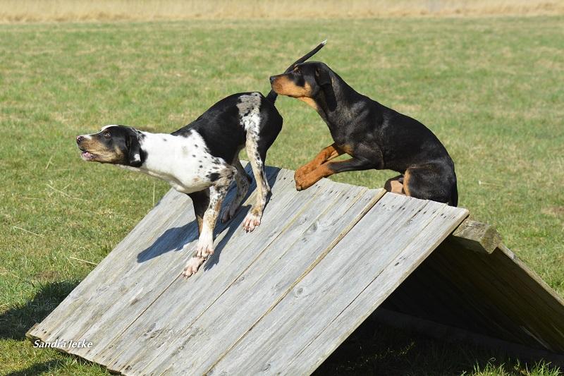 Foto der Galerie: Stonecracker´s Catahoulas