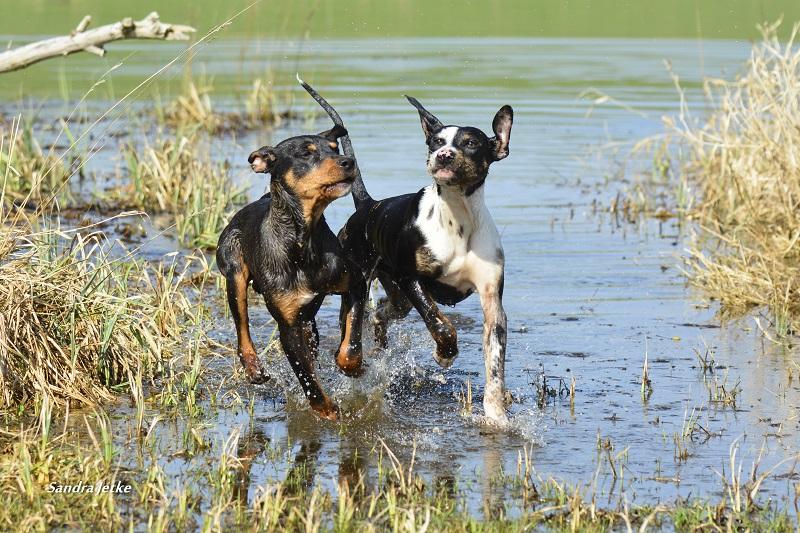 Foto der Galerie: Stonecracker´s Catahoulas