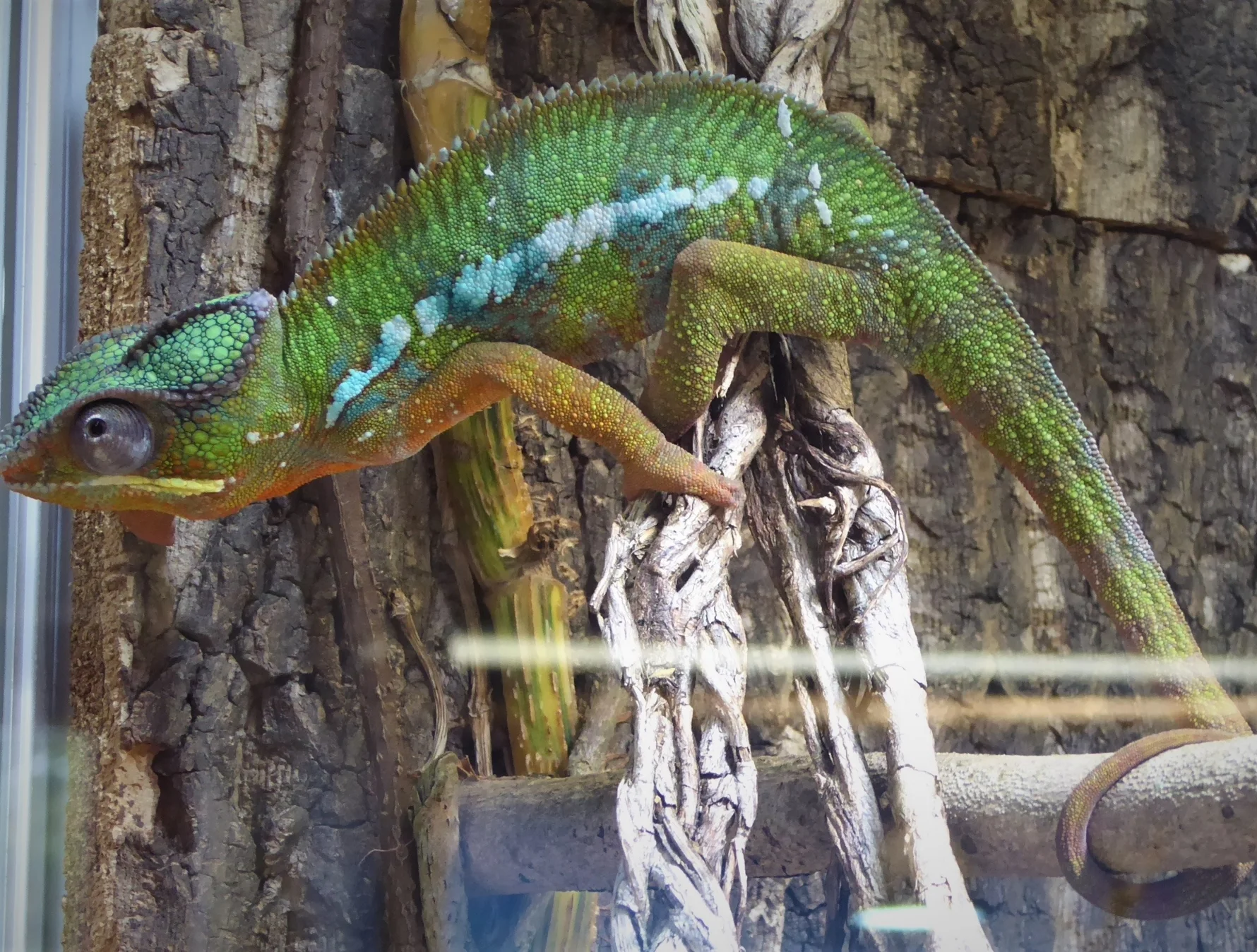 Leguan im Exotenhaus Jonsdorf  (Bild vergr&ouml;&szlig;ern)