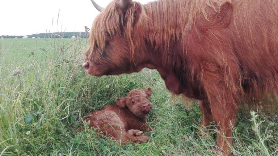 Foto der Galerie: Unsere Tiere
