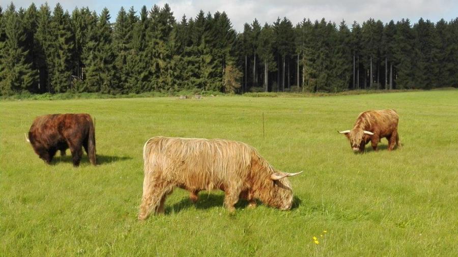 Foto der Galerie: Unsere Tiere