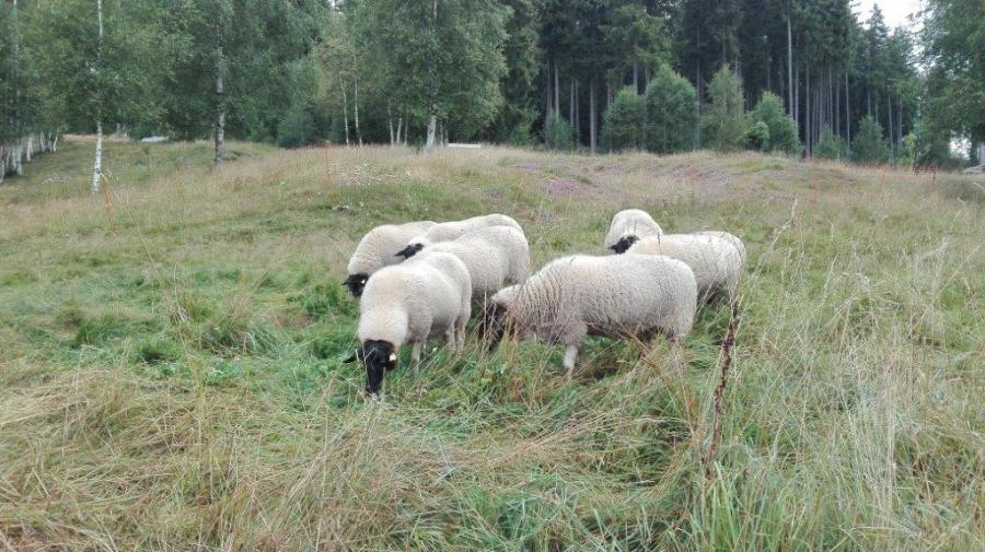 Foto der Galerie: Unsere Tiere