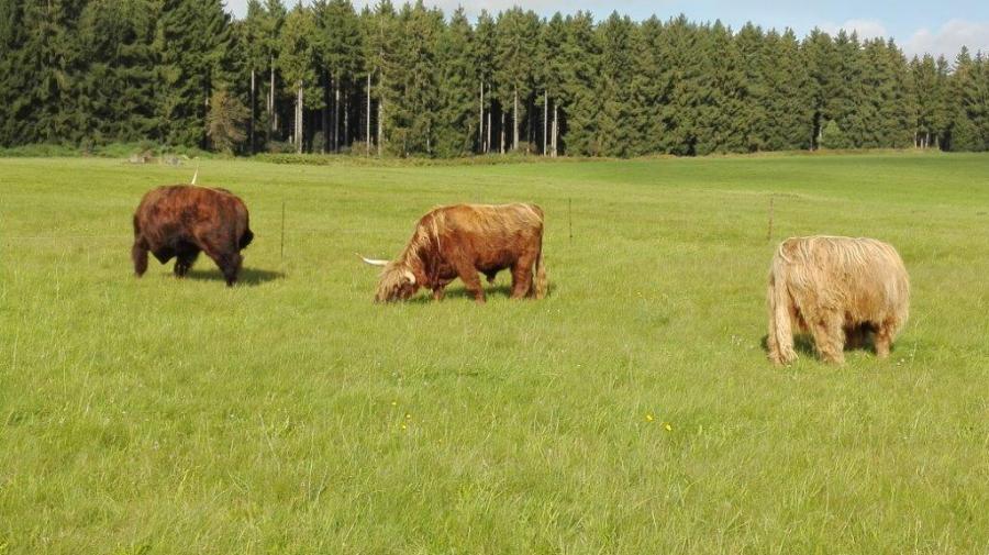Foto der Galerie: Unsere Tiere