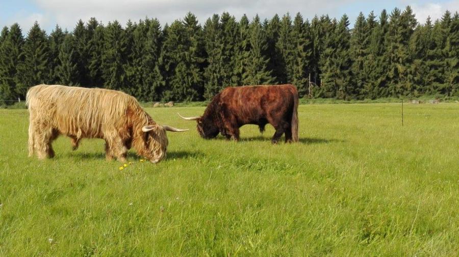 Foto der Galerie: Unsere Tiere