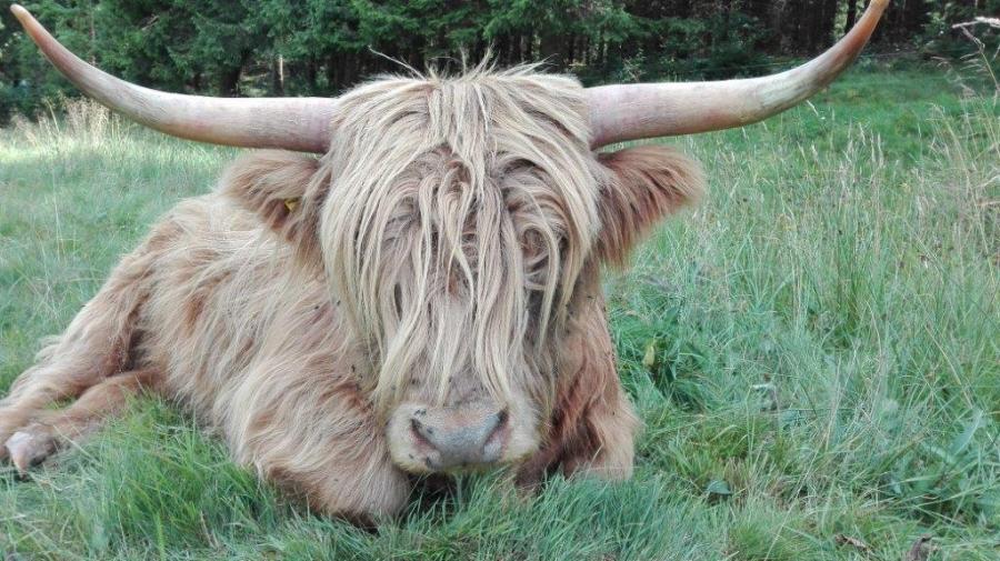 Foto der Galerie: Unsere Tiere