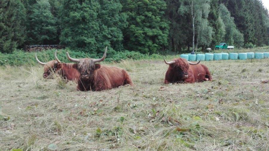 Foto der Galerie: Unsere Tiere