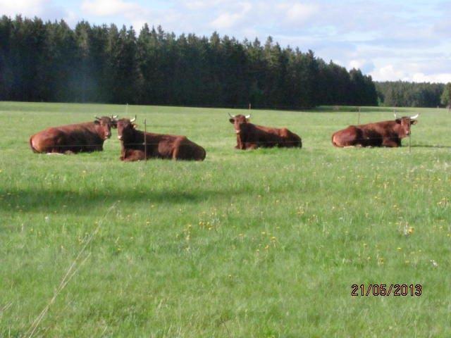 Foto der Galerie: Unsere Tiere