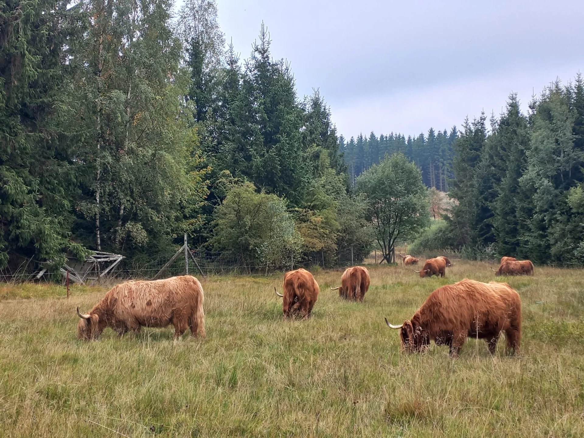 Foto der Galerie: Unsere Tiere
