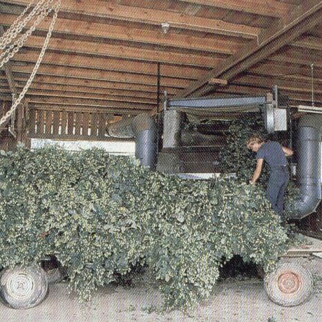 Foto der Galerie: Der Hopfen, das grüne Gold der Hallertau